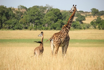 长颈鹿与年轻放牧

